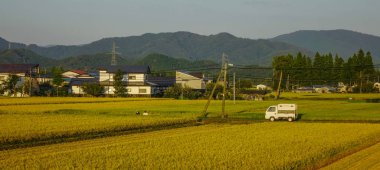 Akita, Japonya'da pirinç tarlasında hasat 
