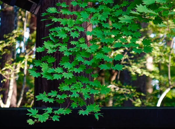 Листья в ботаническом саду — стоковое фото