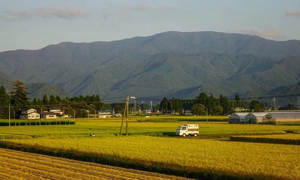 일본 아키타 현 논에서 수확 — 스톡 사진