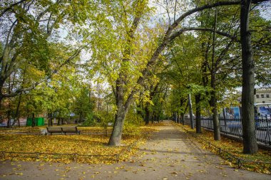 Saint Petersburg, Rusya'nın sonbahar park 