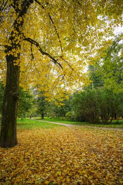 Saint Petersburg, Rusya'nın sonbahar park 