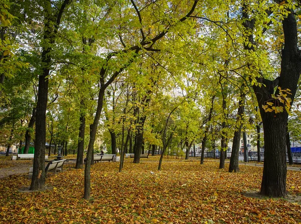 Őszi park itt: Szentpétervár, Oroszország — Stock Fotó