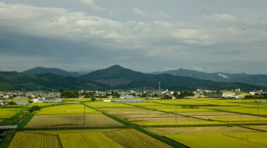 Sendai pirinç tarlası, Japonya 