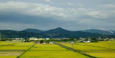 Sendai pirinç tarlası, Japonya 