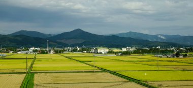 Sendai pirinç tarlası, Japonya 