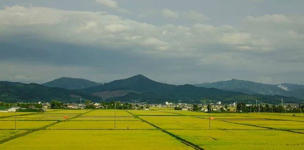 日本仙台稻田 — 图库照片