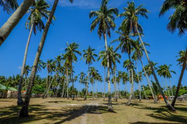Hindistan cevizi ağaçları mavi gökyüzü altında 