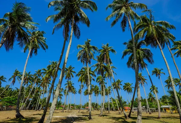 Kokosové palmy pod modrou oblohou — Stock fotografie