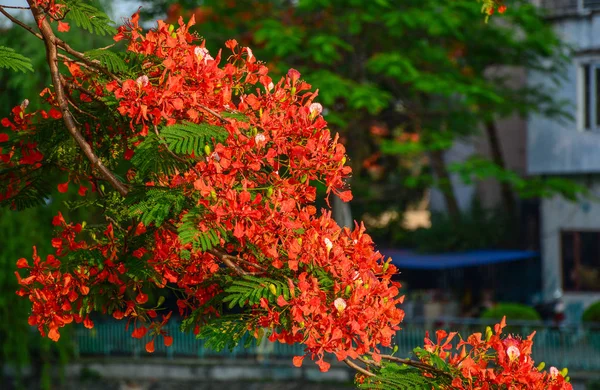 Flamboyant flores floreciendo en el árbol — Foto de Stock