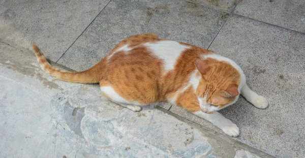 En brun katt på Countryside House — Stockfoto