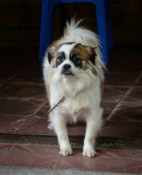 Un cane carino in piedi a casa di campagna — Foto Stock