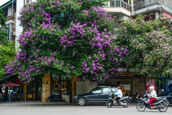 Calle con flores de arrayán —  Fotos de Stock
