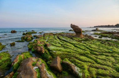 Bir kaya üzerinde yeşil yosun