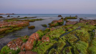 Bir kaya üzerinde yeşil yosun