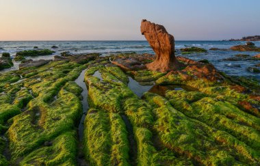 Bir kaya üzerinde yeşil yosun