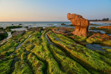 Bir kaya üzerinde yeşil yosun