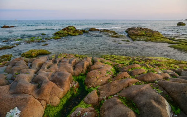 Зеленые водоросли на скале — стоковое фото