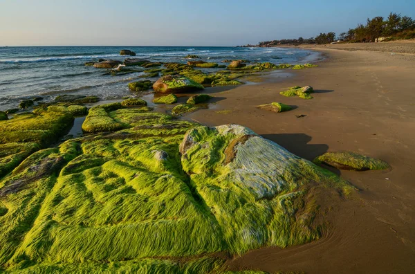 Algas verdes sobre una roca — Foto de Stock