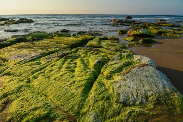 Alghe verdi su una roccia — Foto Stock