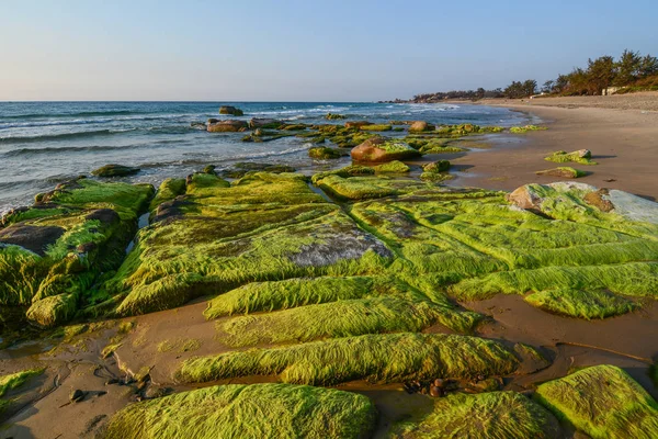 Algas verdes sobre una roca — Foto de Stock