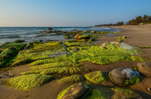 Algas verdes sobre una roca — Foto de Stock