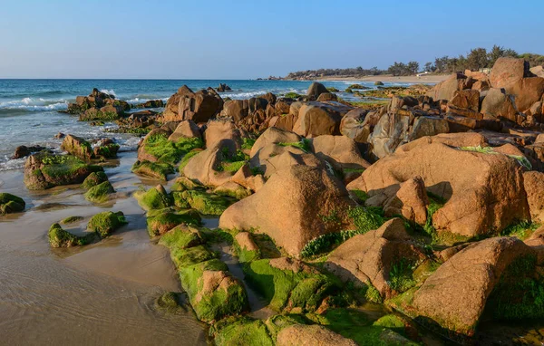 Algas verdes em uma rocha — Fotografia de Stock