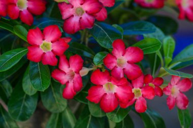 Kırmızı plumeria çiçekler 