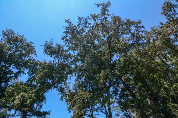 Дубы (Casuarina equisetifolia ) — стоковое фото