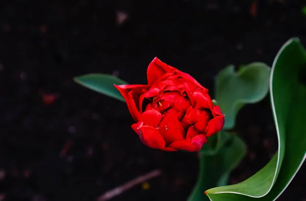 Fiori di tulipano a giardino in primavera — Foto Stock
