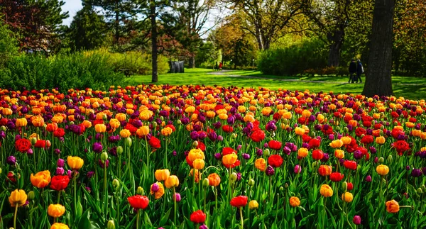 Tulipán květy v zahradě na jaře — Stock fotografie