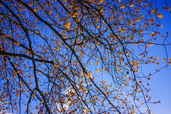 나무에 단풍 꽃 봉오리 — 스톡 사진