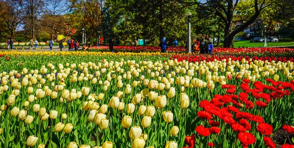 Tulpenblüten im Garten im Frühling — Stockfoto