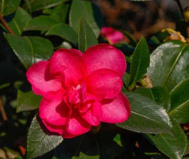 Japon kamelya güzel kırmızı çiçek