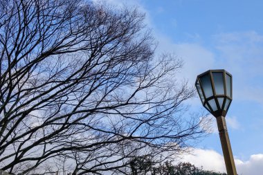 Kışın gökyüzünün altında kurutulmuş ağaçlar 