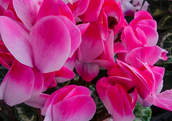 Flores rosadas floreciendo en el jardín — Foto de Stock