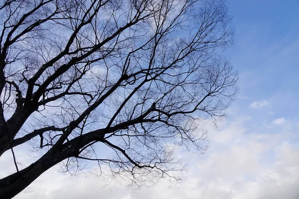 冬の空の下の乾燥した木々 — ストック写真