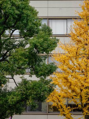 Ağaçta sonbahar yaprakları