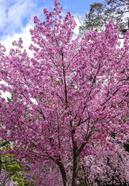 Bahar zaman kiraz çiçeği: Kyoto, Japan