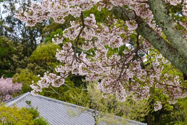Bahar zaman kiraz çiçeği: Kyoto, Japan
