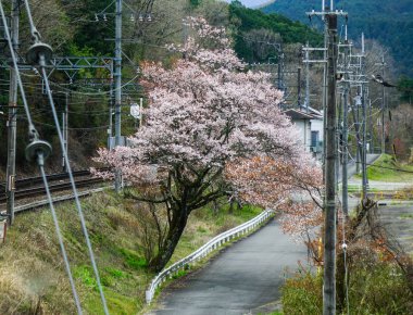 Bahar zaman kiraz çiçeği: Kyoto, Japan