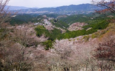 Bahar zaman kiraz çiçeği: Kyoto, Japan