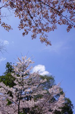 Bahar zaman kiraz çiçeği: Kyoto, Japan