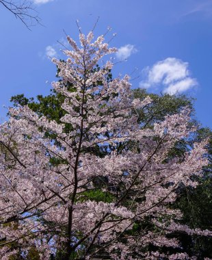 Bahar zaman kiraz çiçeği: Kyoto, Japan