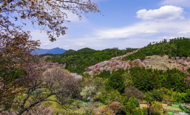 Bahar zaman kiraz çiçeği: Kyoto, Japan