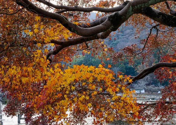 Осенние листья на дереве — стоковое фото