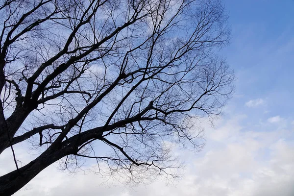 겨울에는 하늘 아래에서 말린 나무 — 스톡 사진