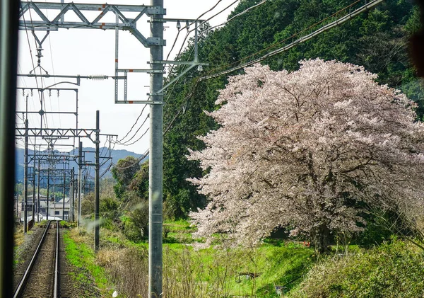 春時の京都の桜 — ストック写真