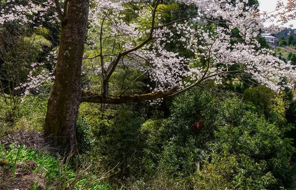 Kvetoucí třešeň na jaře v Kjótu, Japonsko — Stock fotografie