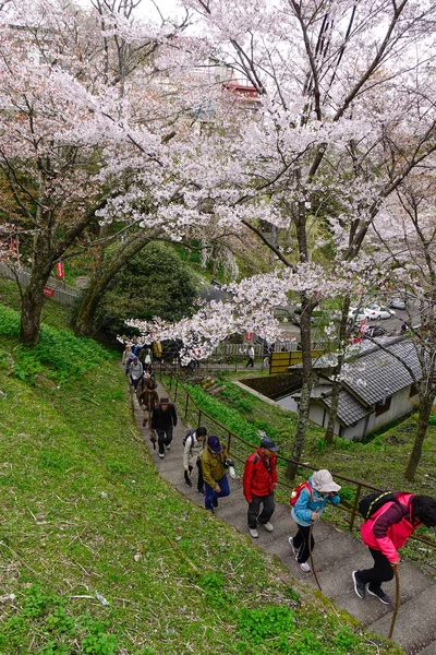 Flor de cerezo en primavera en Kyoto, Japón — Foto de Stock