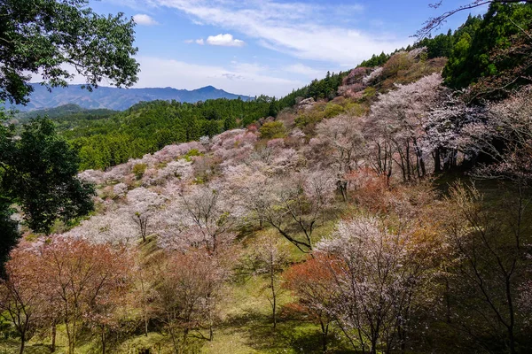 Flor de cereja na primavera em Kyoto, Japão — Fotografia de Stock